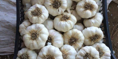 ✅ Hochwertiger getrockneter Knoblauch aus Ägypten für den Export