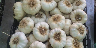 ✅ Hochwertiger getrockneter Knoblauch aus Ägypten für den Export