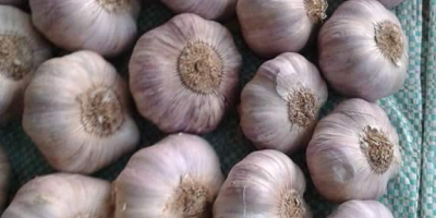 ✅ Hochwertiger getrockneter Knoblauch aus Ägypten für den Export