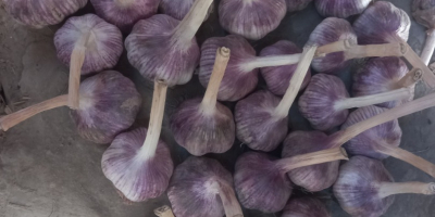 Aglio essiccato 2025 Inizio Esportazione dall&#39;Uzbekistan aglio rosso aglio