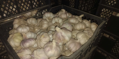 Aglio essiccato 2025 Inizio Esportazione dall&#39;Uzbekistan aglio rosso aglio