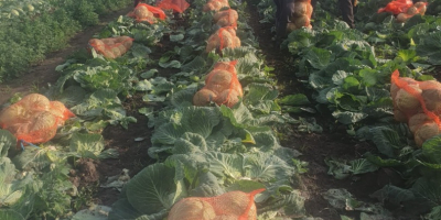 Vendo cavolo cappuccio da 2-4 kg, quantità 200 tonnellate.