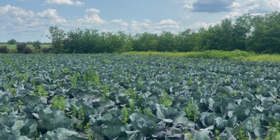 Продавам прясно червено зеле (рязано само по поръчка).