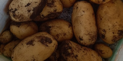 Frische Kartoffeln der Sorte Agata.