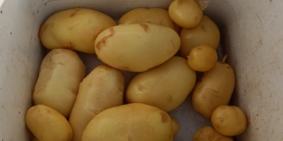 Frische Kartoffeln der Sorte Agata.