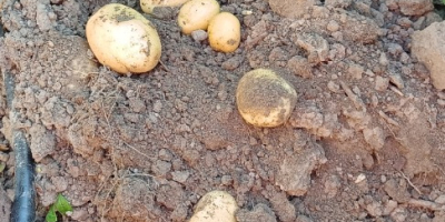 Frische Kartoffeln der Sorte Agata.