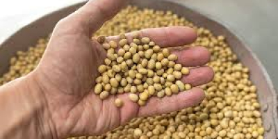 Disponibilità: 1000 tonnellate di soia (OGM) dall&#39;Ucraina. Il prodotto