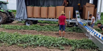 A sokéves piaci tapasztalattal rendelkező román CIOCAN FLOPAT PROMARK
