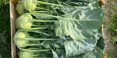 I will sell beautiful kohlrabi. Truck quantities, permanent cooperation.