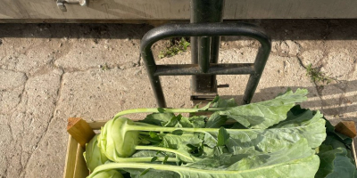 I will sell beautiful kohlrabi. Truck quantities, permanent cooperation.
