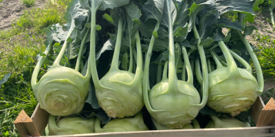 I will sell beautiful kohlrabi. Truck quantities, permanent cooperation.
