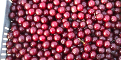 From next week, the shaken cherries will be sold