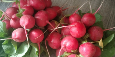 Hello.. I will sell radishes from my own cultivation.
