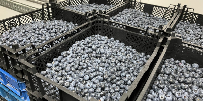 Продам свежую чернику прямо с плантации. Различные варианты упаковки