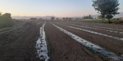 Pepene verde, foarte dulce, din regiunea lacului Skadar. O