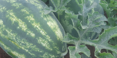 Pepene verde, foarte dulce, din regiunea lacului Skadar. O