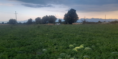 Pepene verde, foarte dulce, din regiunea lacului Skadar. O