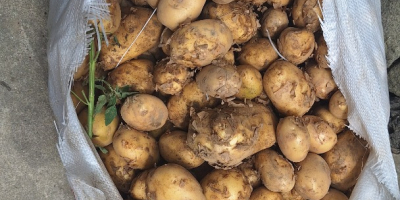 I sell new yellow Riviera and Carrera potatoes uncalibrated