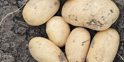 I sell new yellow Riviera and Carrera potatoes uncalibrated