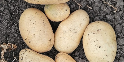 I sell new yellow Riviera and Carrera potatoes uncalibrated
