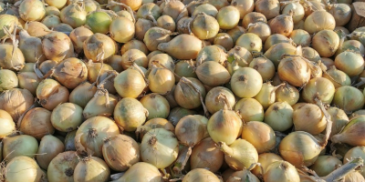 Продажа лука Сортировка 5-7, 5-8, 7+ Польский продукт, с