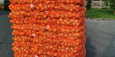 Продажа лука Сортировка 5-7, 5-8, 7+ Польский продукт, с