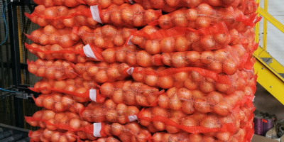Продажа лука Сортировка 5-7, 5-8, 7+ Польский продукт, с