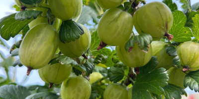 ⸻ Agrișe White Triumf - recoltă proaspătă! Oferim agrișe