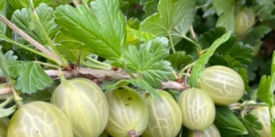 ⸻ Agrișe White Triumf - recoltă proaspătă! Oferim agrișe