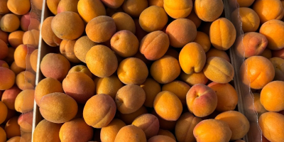 SRL Ciumașu Fruits Trade are spre vânzare caise sort