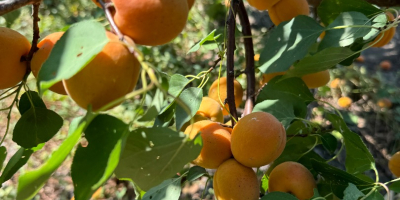 SRL Ciumașu Fruits Trade are spre vânzare caise sort