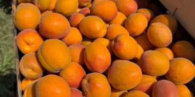 SRL Ciumașu Fruits Trade are spre vânzare caise sort