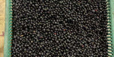 I will sell Polish fresh berries in ton quantities.