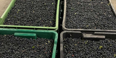 I will sell Polish fresh berries in ton quantities.