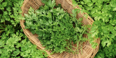 Prezzemolo verde fresco, produzione rumena