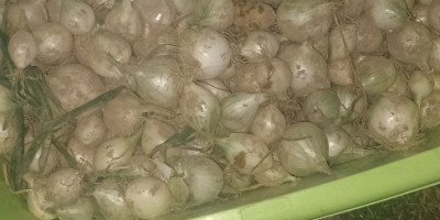 I will sell small onions, perfect for pickling