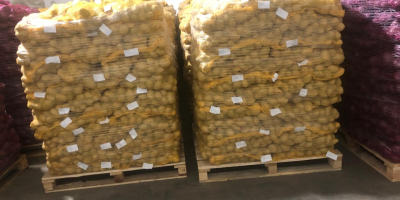 Fiatal lengyel burgonya: Riviera, 5,5+ kaliber, 15 kg-os hálók