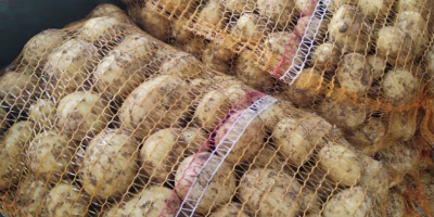 Fiatal lengyel burgonya: Riviera, 5,5+ kaliber, 15 kg-os hálók