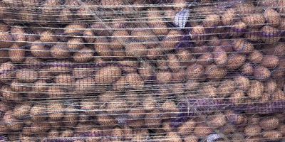 Fiatal lengyel burgonya: Riviera, 5,5+ kaliber, 15 kg-os hálók