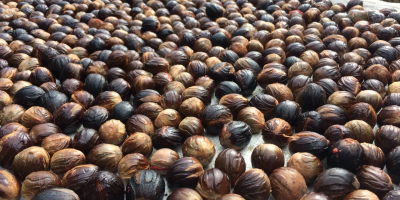 Our premium quality whole nutmeg (pala sehat) comes from