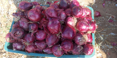 Ceapă galbenă, roșie sau albă