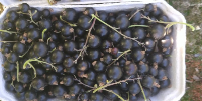 I will sell blackcurrants, picked by hand