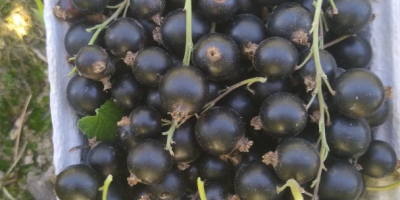 I will sell blackcurrants, picked by hand