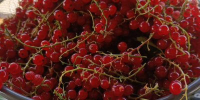 Ich verkaufe frisch gepflückte rote Johannisbeeren. Die Pflanzen sind