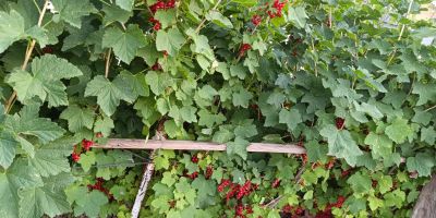 Vendo ribes rossi appena raccolti. Le piante sono prive