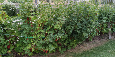Vendo ribes rossi appena raccolti. Le piante sono prive