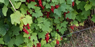 Vendo ribes rossi appena raccolti. Le piante sono prive