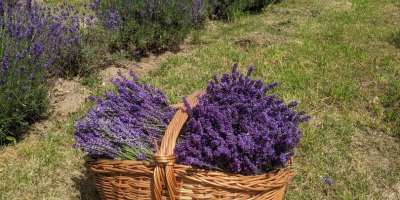 Lavanda recisa da coltivazione naturale, sia a foglia stretta