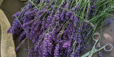Lavanda recisa da coltivazione naturale, sia a foglia stretta