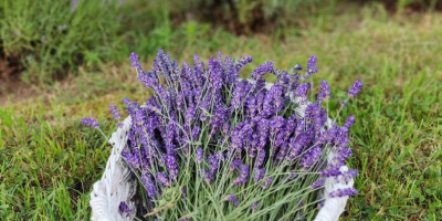 Lavanda recisa da coltivazione naturale, sia a foglia stretta